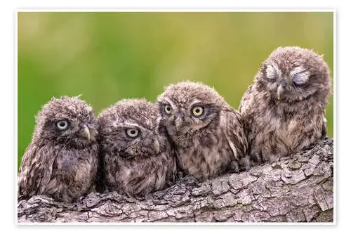 4 little owls de Friedhelm Peters