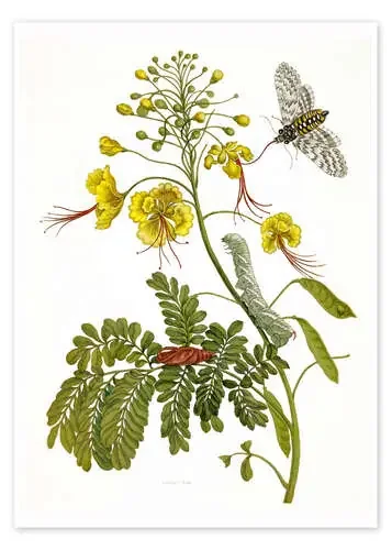 A moth and a caterpillar de Maria Sibylla Merian Master Collection