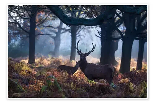 A red deer stag in a misty forest in Richmond park, London. de Alex Saberi