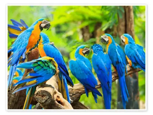 a swarm of Maccaws Editors Choice