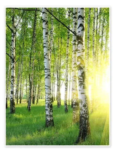 Abedules en el bosque del verano Editors Choice