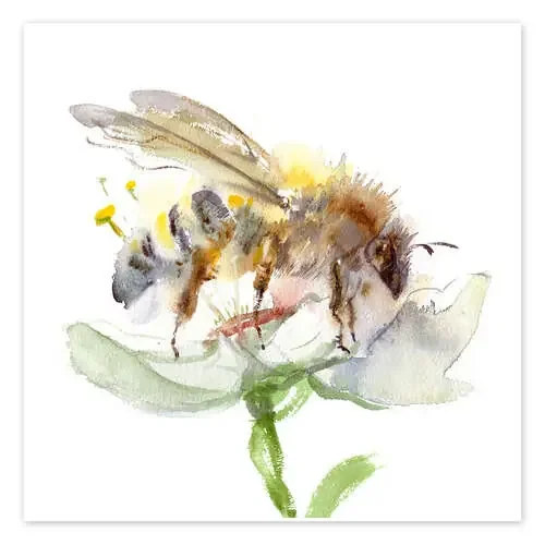 Abeja de Verbrugge Watercolor