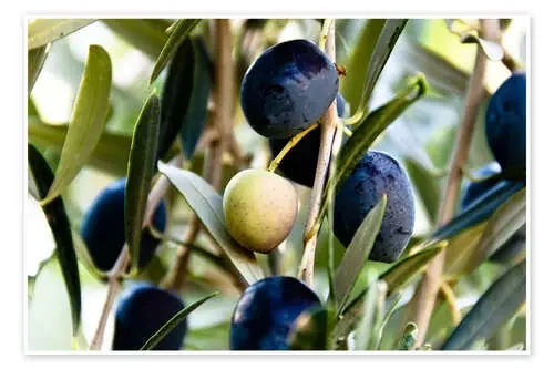 Aceitunas en la rama Editors Choice