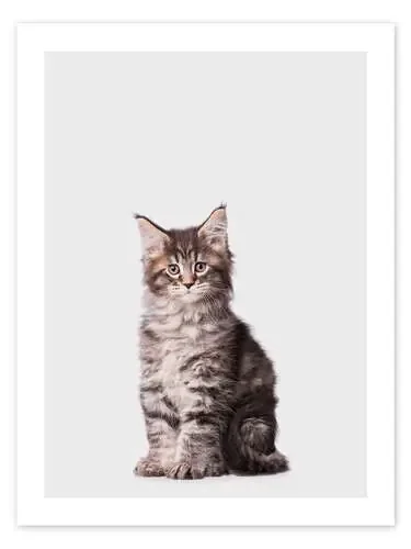 Adorable Kitten de Animal Kids Collection Editors Choice
