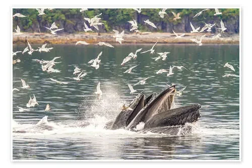Adult Humpback Whales, Southeast Alaska, USA de Michael Nolan Robert Harding