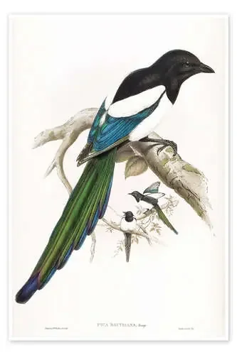 Afghan Magpie de John Gould Master Collection