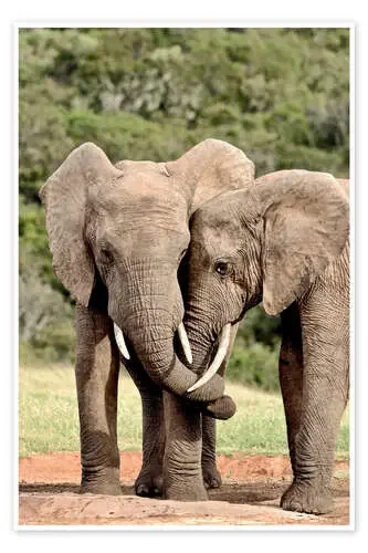 African bush elephants bulls twisting their trunks imageBROKER