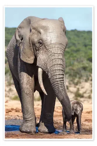 African elephants (Loxodonta africana) adult and baby, Addo National Park, Eastern Cape, South Afric de Ann & Steve Toon Robert Harding
