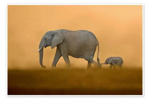 African Elephants mother with baby, Masai Mara de FLPA imageBROKER
