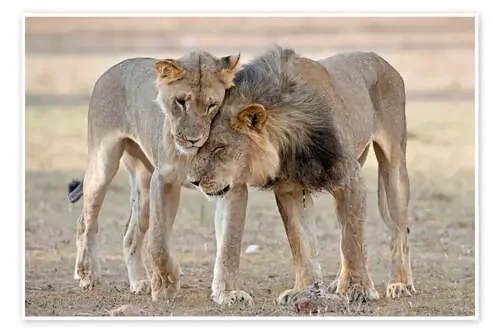 African lions showing affection de Tony Camacho Science Photo Library
