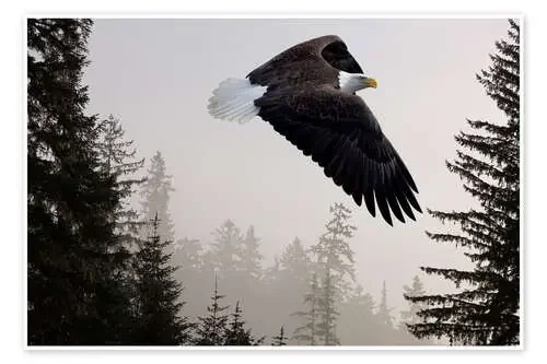 Águila calva en la niebla de John Hyde Design Pics