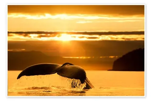 Aleta ballena jorobada de John Hyde Design Pics