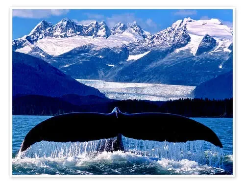 Aleta de una ballena jorobada de John Hyde Design Pics