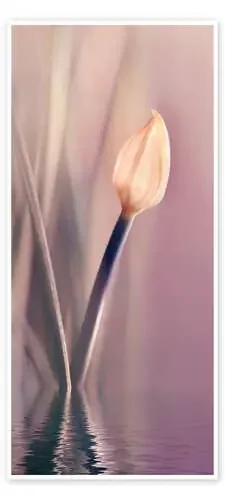 Allium de Atteloi