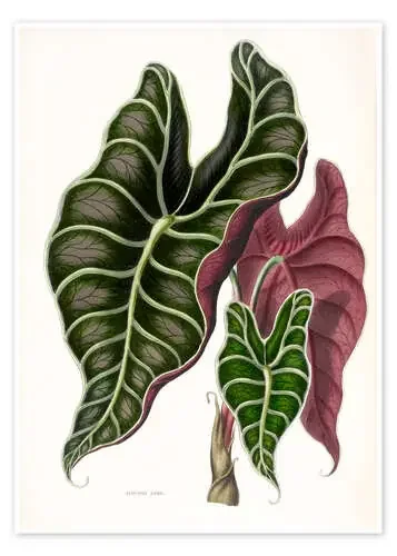 Alocasia Lowii de Sowerby Collection Bridgeman Images