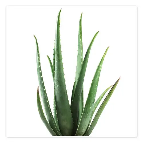 Aloe vera plant Science Photo Library