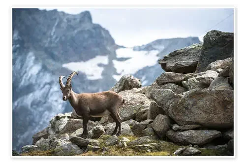 Alpine ibex above Saas Fee, Switzerland. de Peter Wey