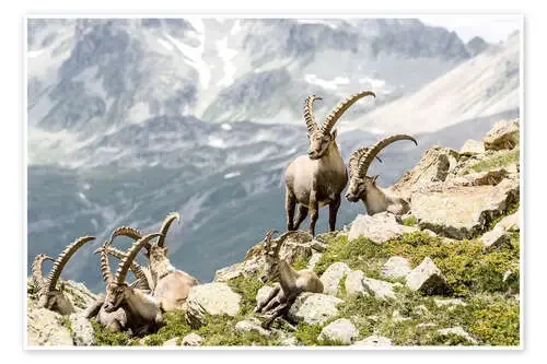Alpine Ibex de Olaf Protze