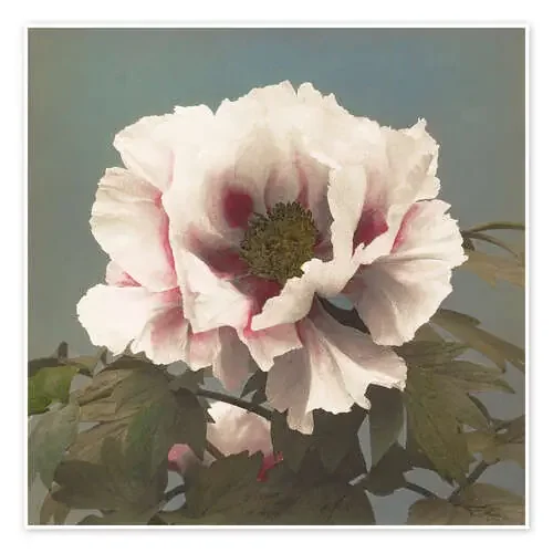 amapola de Ogawa Kazumasa Master Collection