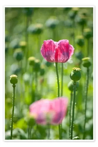 Amapola rosa Editors Choice