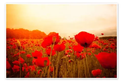 Amapolas en la niebla de la mañana Editors Choice