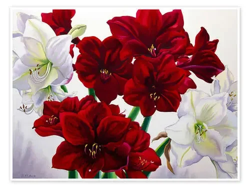 Amarilis roja y blanca, 2008 de Christopher Ryland Bridgeman Images