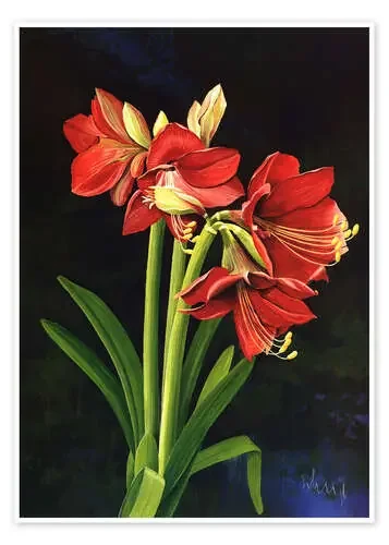 Amaryllis de Franz Heigl Advocate Art