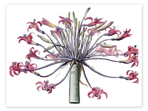 Amaryllis Josephina de Pierre Joseph Redouté Bridgeman Images