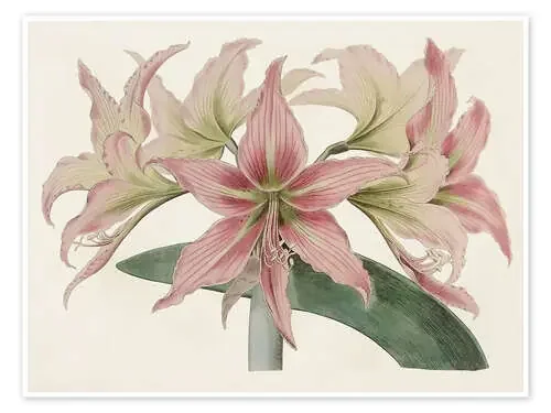 Amaryllis Varietals I de Ridgeway World Art Group