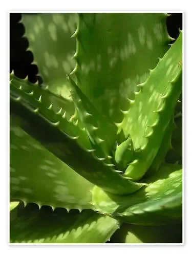 An aloe up close Editors Choice
