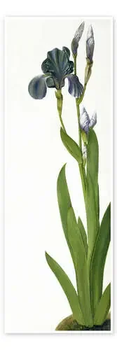 An Iris de Albrecht Dürer Bridgeman Images