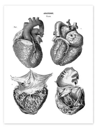 Anatomía del corazón humano de Thomas Milton Master Collection