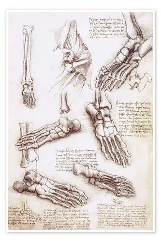 Anatomía del pie de Leonardo da Vinci Master Collection