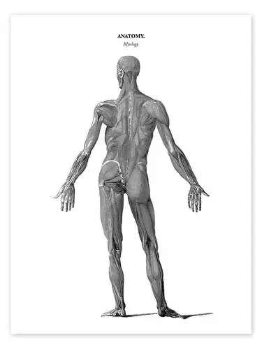 Anatomía los músculos del cuerpo humano (inglés) de Thomas Milton Master Collection