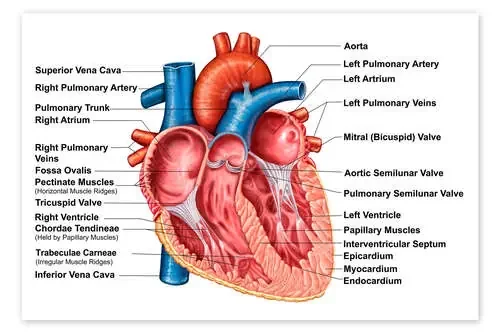 Anatomy of heart interior, frontal section Stocktrek Images
