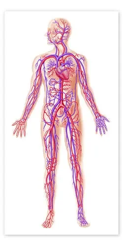 Anatomy of human circulatory system. de Leonello Calvetti Stocktrek Images