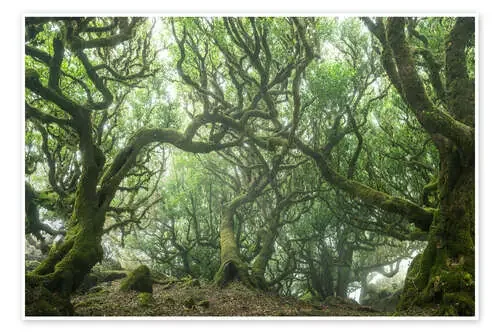 Ancient Fairy-Tale Forest on Madeira de Andreas Wonisch