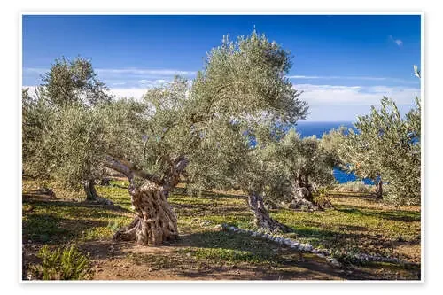 Ancient olive trees in Mallorca (Spain) de Christian Müringer