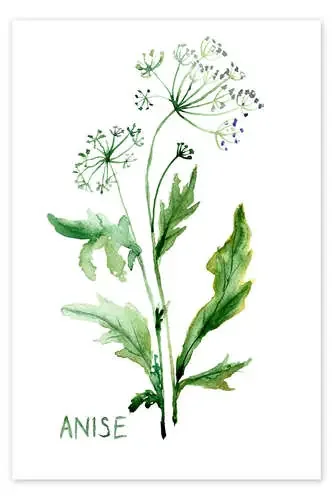 Anise Editors Choice