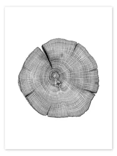 Años de un árbol de Finlay and Noa