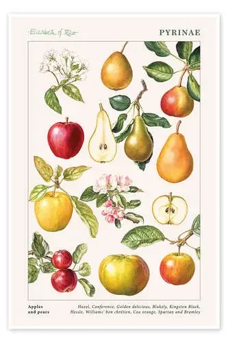 Apples and pears de Elizabeth Rice Bridgeman Images