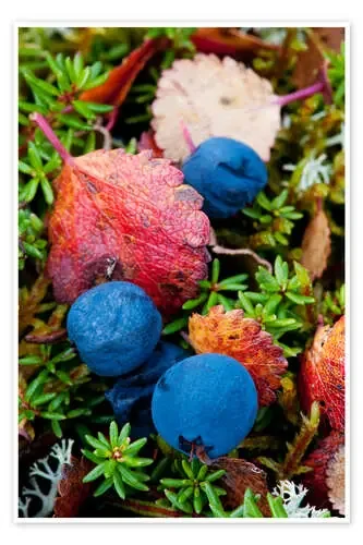 Arándanos en otoño de Cathy Hart Design Pics