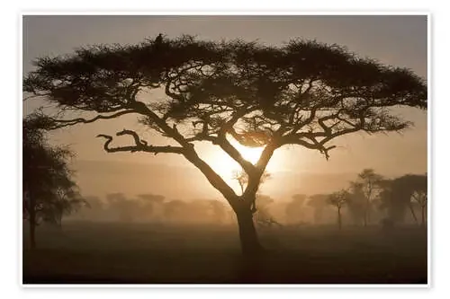 Árbol de acacia al amanecer de Ralph H. Bendjebar Danita Delimont