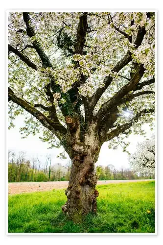 Árbol floreciente en el campo de Peter Wey