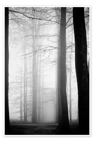 Árboles en la niebla Editors Choice
