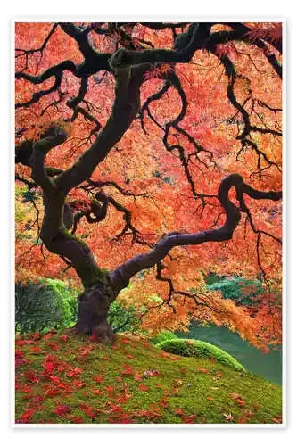 Arce japonés en otoño de Don Paulson Danita Delimont