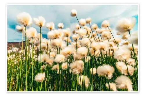 Arctic Cotton, Denali National Park, Alaska de Michael Nolan Robert Harding
