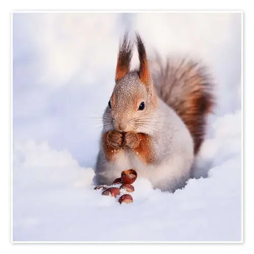 Ardilla en la nieve Editors Choice