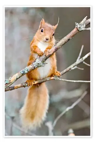 Ardilla en una rama de Duncan Shaw Science Photo Library
