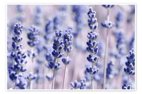 Aroma Lavanda V de Atteloi